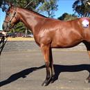 Melbourne Premier Sale Lot 71